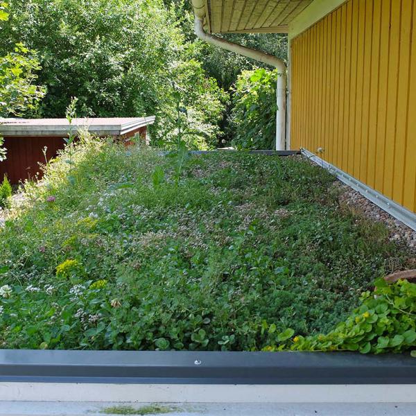 Gründach im ökologischen Hausbau